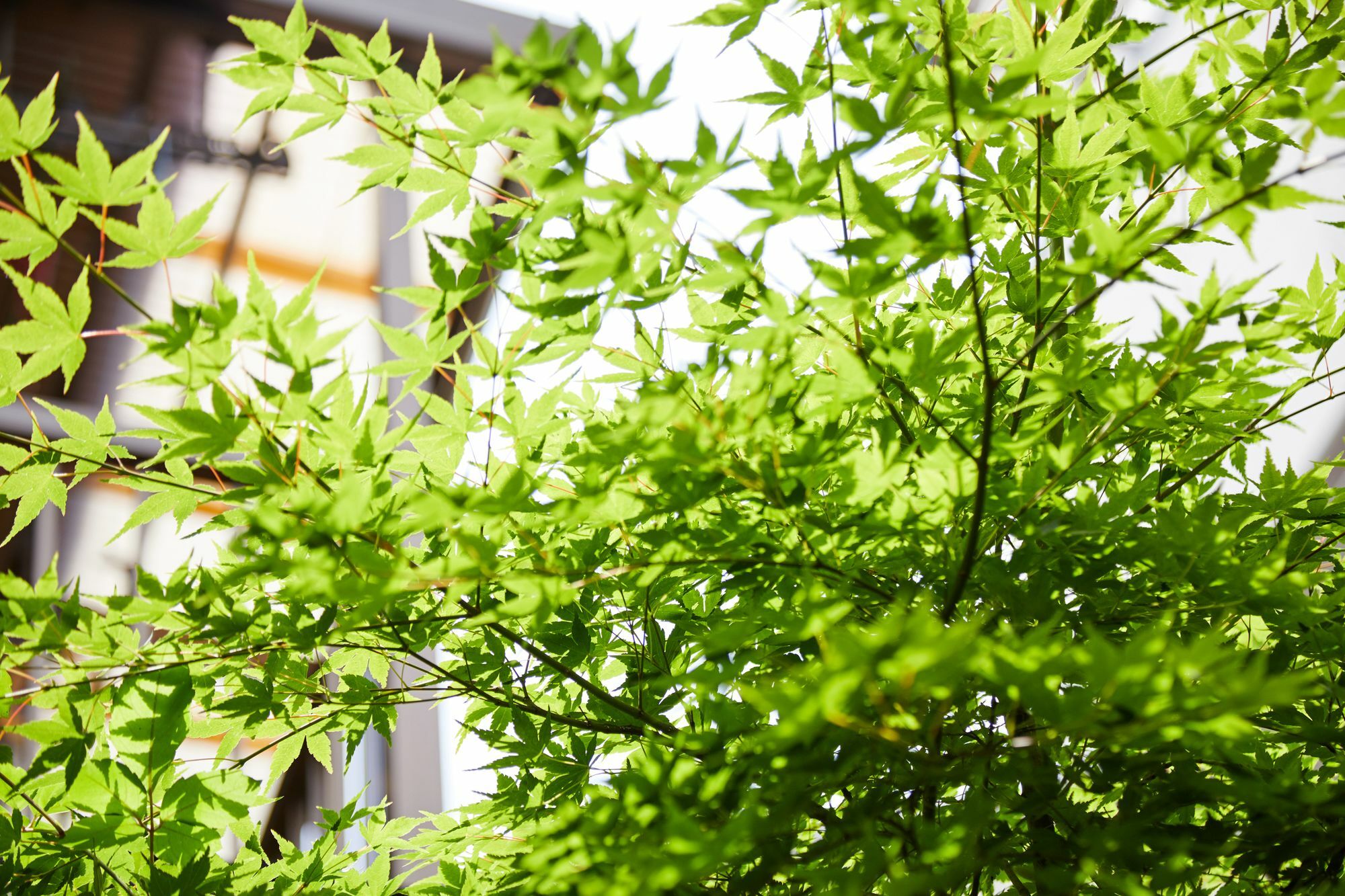 Tachibana An * 京都